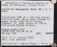 Lactarius theiogalus image