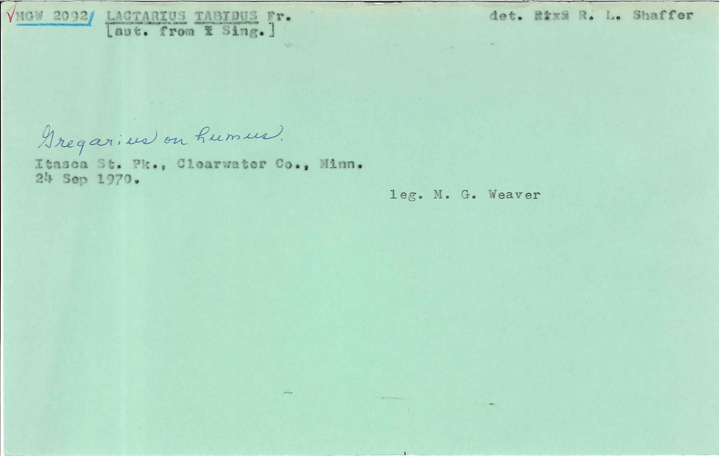 Lactarius tabidus image