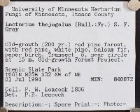 Lactarius theiogalus image