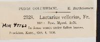 Lactarius vellereus image