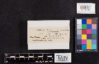 Lactarius vellereus image