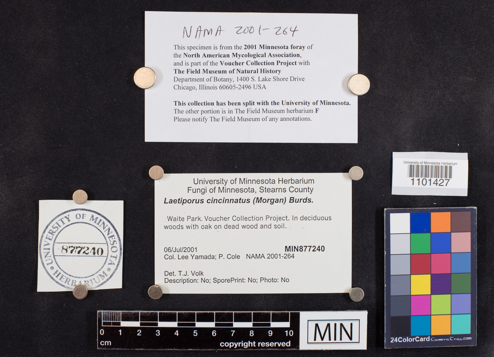 Laetiporus cincinnatus image