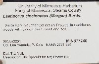 Laetiporus cincinnatus image