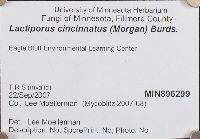 Laetiporus cincinnatus image