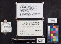Laetiporus cincinnatus image