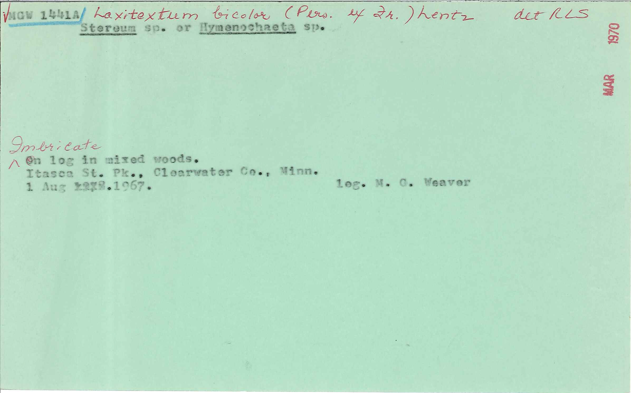 Laxitextum bicolor image