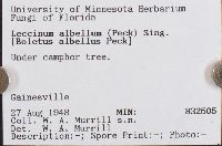 Leccinellum albellum image