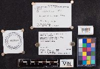 Media resource of Leccinellum albellum