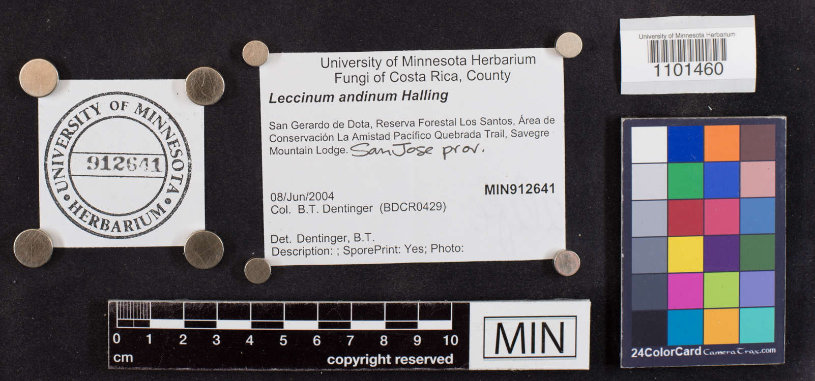 Leccinum andinum image