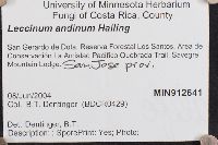 Leccinum andinum image