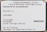 Leccinum aurantiacum image