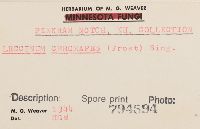 Harrya chromapes image