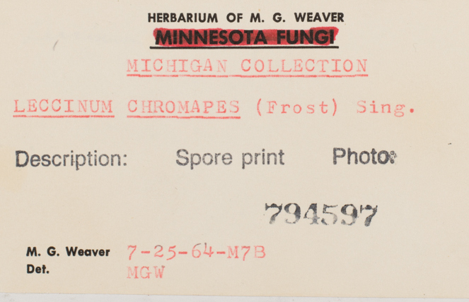 Harrya chromapes image