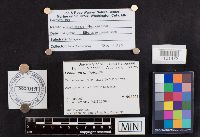 Leccinum holopus image