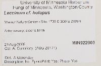 Leccinum holopus image