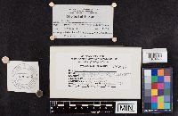 Leccinum holopus image