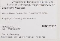 Leccinum holopus image