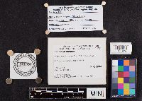 Leccinum holopus image