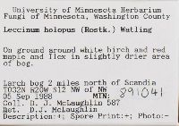 Leccinum holopus image
