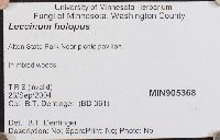 Leccinum holopus image