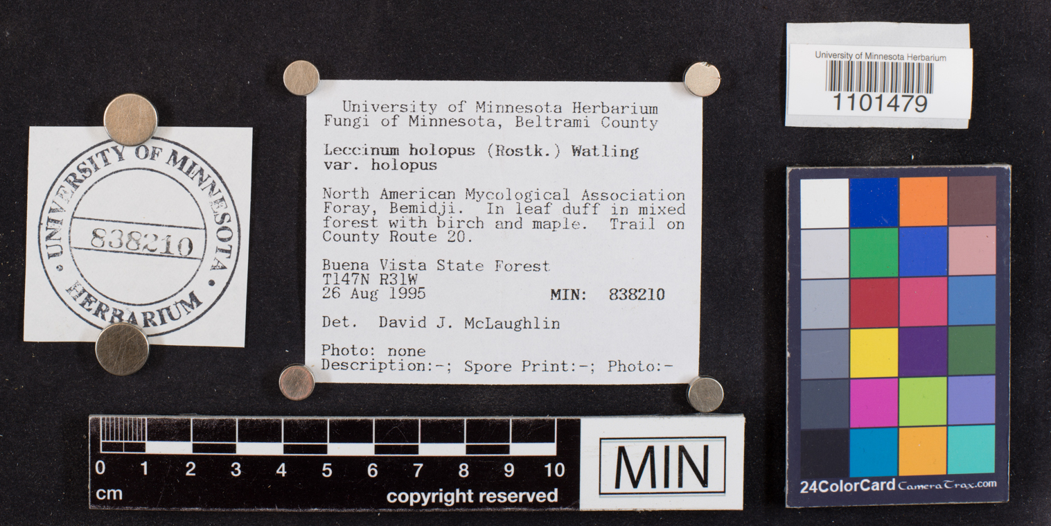 Leccinum holopus var. holopus image