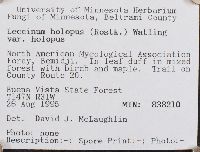 Leccinum holopus image