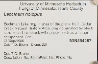 Leccinum holopus image