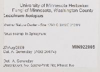 Leccinum holopus image