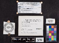 Leccinum holopus image