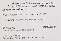 Leccinum holopus image