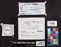 Leccinum holopus image