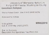 Leccinum holopus image