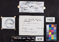 Leccinum holopus image