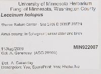 Leccinum holopus image