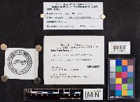 Leccinum holopus image