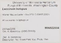 Leccinum holopus image