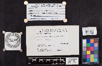 Leccinum holopus image