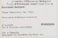 Leccinum holopus image