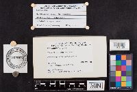 Leccinum holopus image