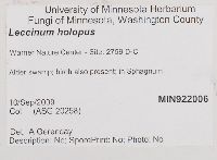 Leccinum holopus image