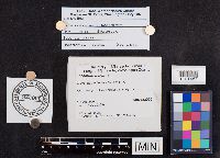 Leccinum holopus image