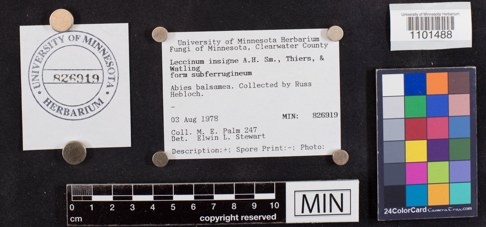 Leccinum insigne image