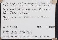 Leccinum insigne image