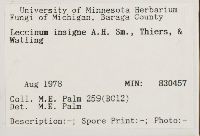 Leccinum insigne image