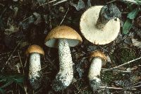 Media resource of Leccinum pseudoinsigne