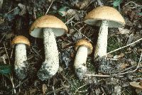 Leccinum pseudoinsigne image