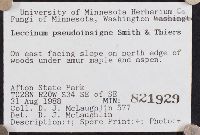 Leccinum pseudoinsigne image