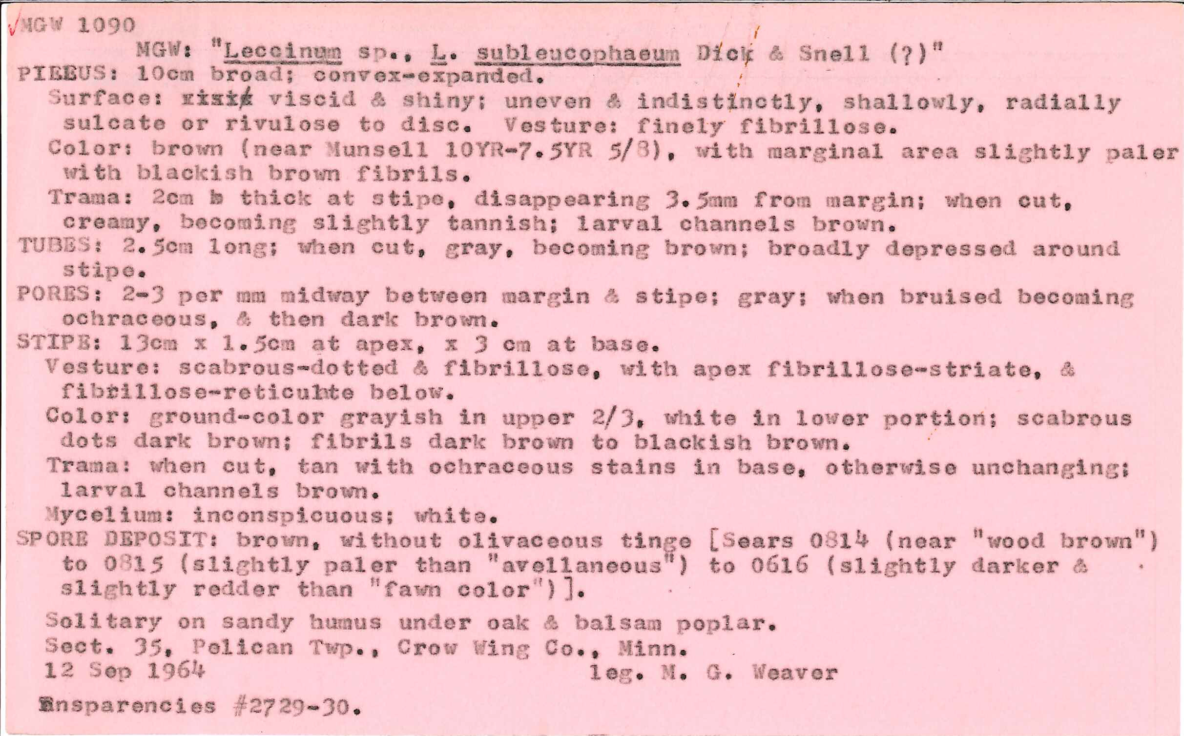 Leccinum subleucophaeum image