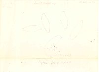 Leccinum subleucophaeum image