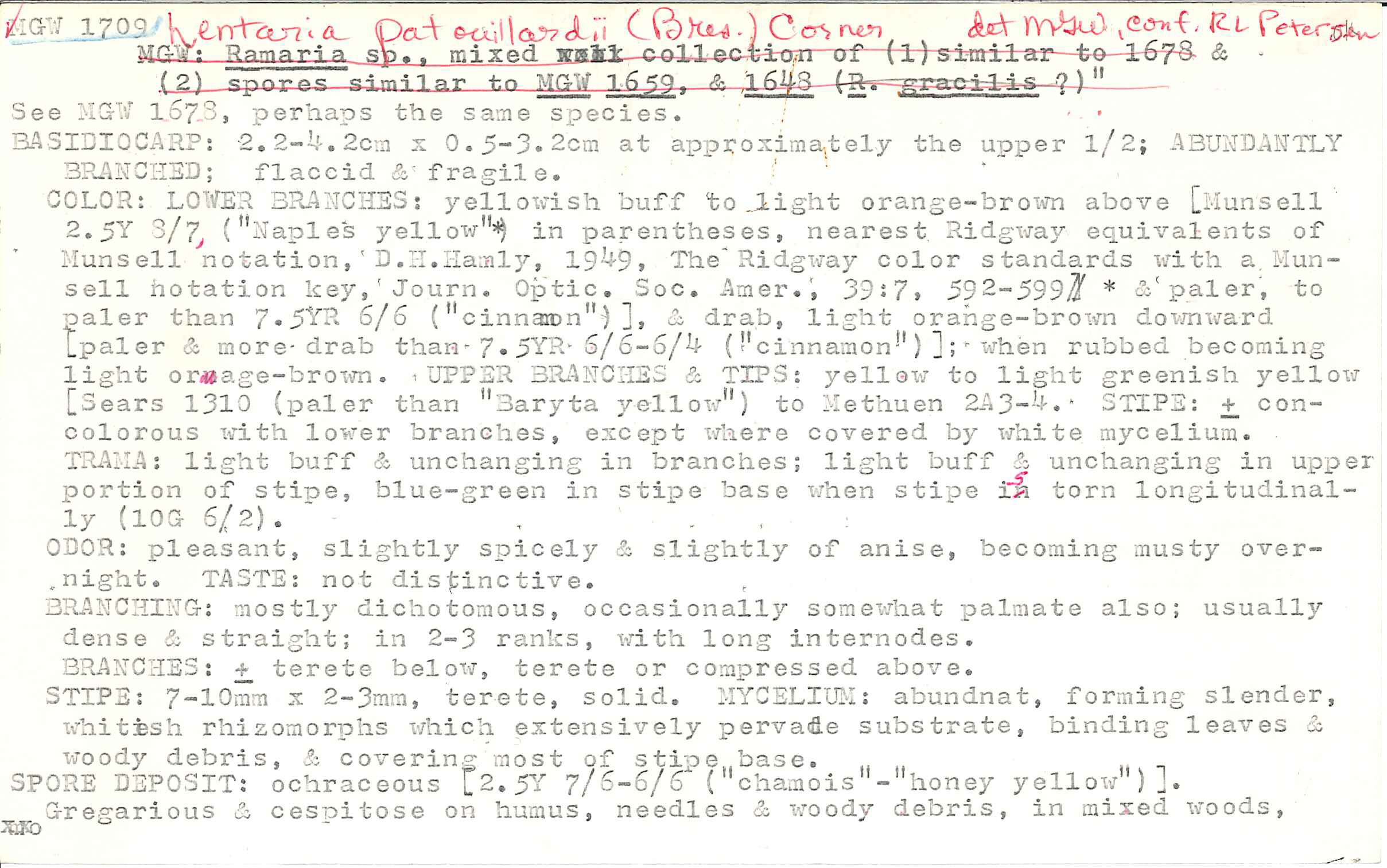 Lentaria patouillardii image